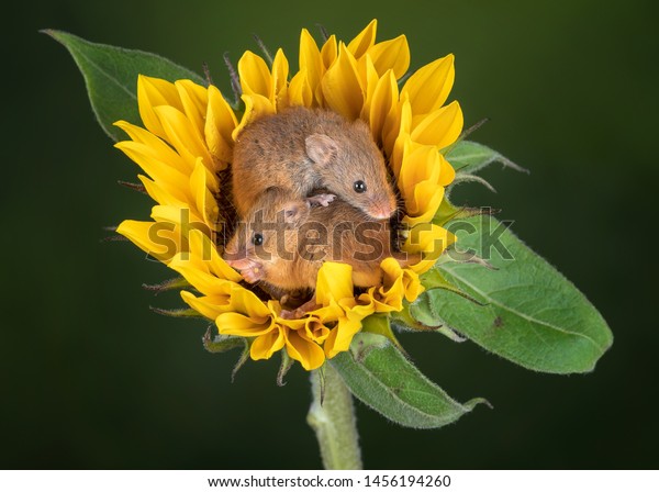 Harvest Mice cuteness\
Mouse Sweet Flower