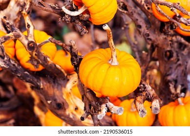 Harvest of mini curcubita pepo pumpkins in the forest. 
Decorative Pumpkin Sweetie Pie (Cucurbita pepo)