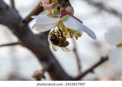 Harvest Moment: Bee Collecting Pollen on Almond Blossom.