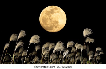 The harvest moon and Japanese pampas grass.
