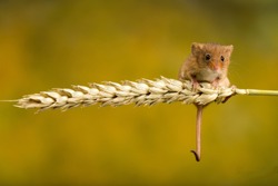 A Harvest Mouse