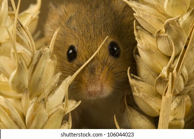 Harvest Mouse