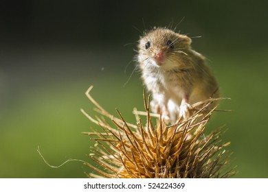 Harvest Mouse