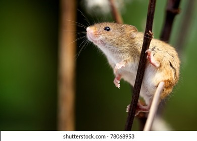 Harvest Mouse