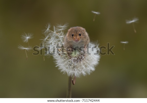 A harvest mouse balances\
precariously on a dandelion clock with the seeds blowing in the\
wind