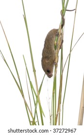 Harvest Mouse Micromys Minutus Climbing On Stock Photo 37272967 ...