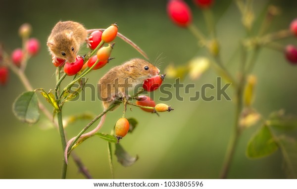 Harvest Mouse\
Outdoors