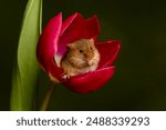 Harvest mouse in a red tulip cup