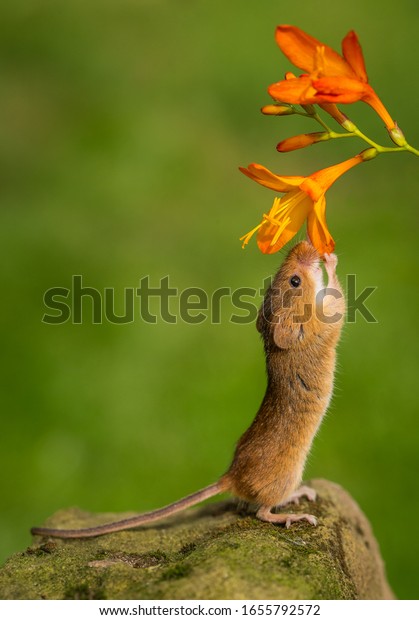 Harvest mouse smelling the\
flowers