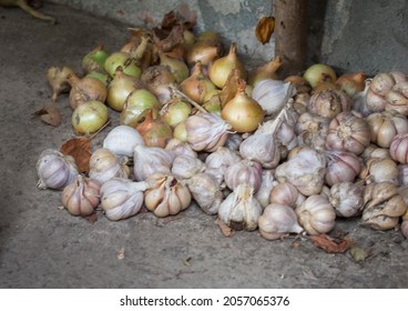 Big Garlic Stock Photos, Images u0026 Photography  Shutterstock