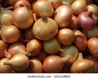 Harvest onions. Onions in organic farming. Top view on root crops. Background, onion texture.