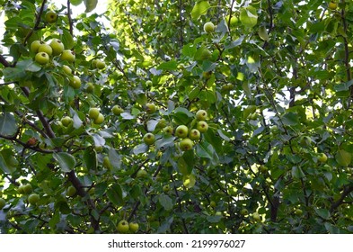 Harvest Of Pears.wild Pear.pear Tree.