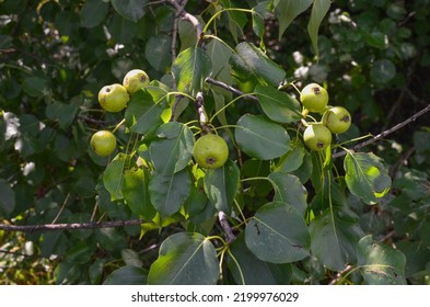 Harvest Of Pears.wild Pear.pear Tree.