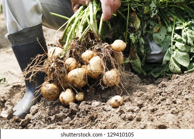 Harvest of potato