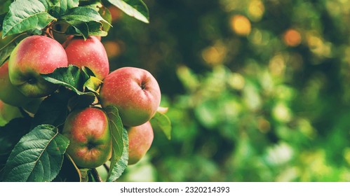 Harvest of red apples on a tree in the garden. Selective focus. Food. - Powered by Shutterstock