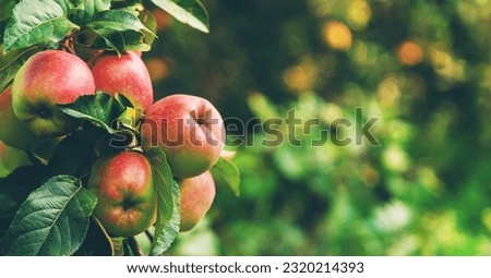 Harvest of red apples on a tree in the garden. Selective focus. Food.