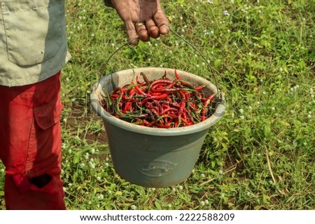harvest red chili in bucket container