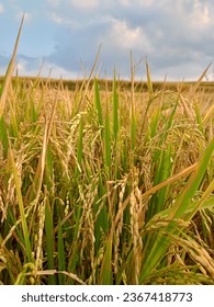 Harvest ricefield, rice, yard paddyfield