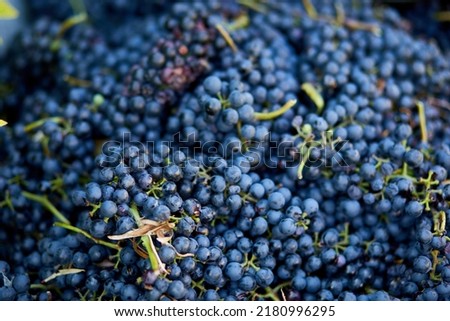 Harvest of ripe wine grape, prepare for pressing grapes to make wine old style.