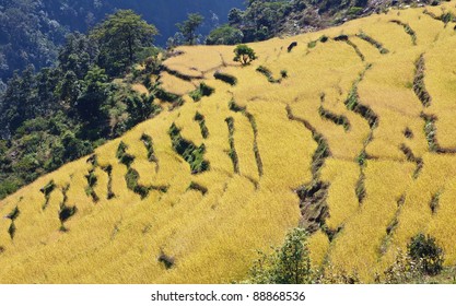 The Harvest Ripens On The Himalayan Rice Paddies - Nepal