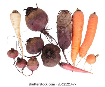 Harvest Of Root Vegetables. Still Life With Raw Beets, Parsley, Carrots Isolated On White Background