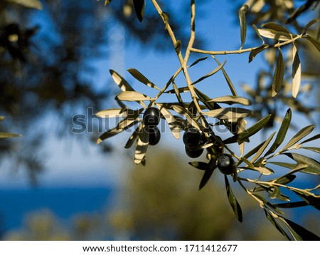 Similar – Image, Stock Photo Olive branch at the sea in Greece