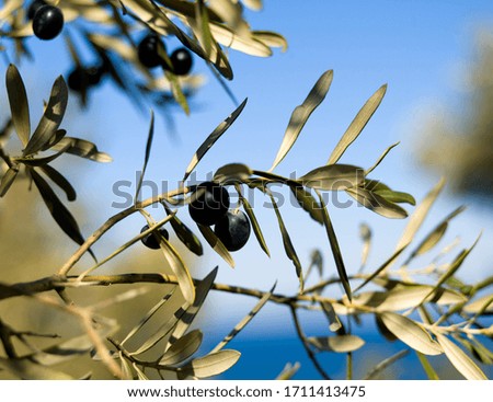 Similar – Image, Stock Photo Olive branch at the sea in Greece