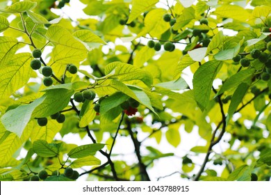 Harvest Season Of Prunus Mume