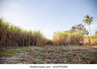 25,359 Sugarcane Harvester Images, Stock Photos & Vectors | Shutterstock