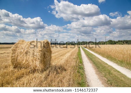 Harvest, sheaves in the field
