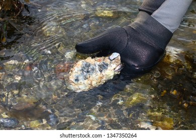 Harvest Shellfish Sea Oysters Crassostrea Giga Stock Photo 1347350264 ...