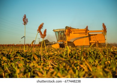 Harvest Sorghum Planting