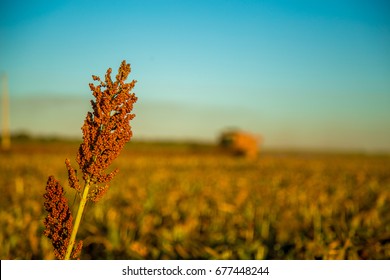 Harvest Sorghum Planting