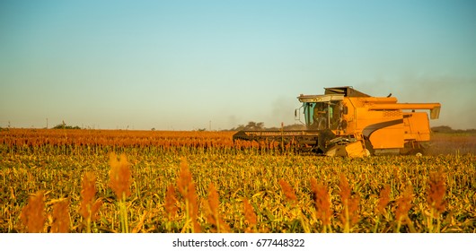 Harvest Sorghum Planting