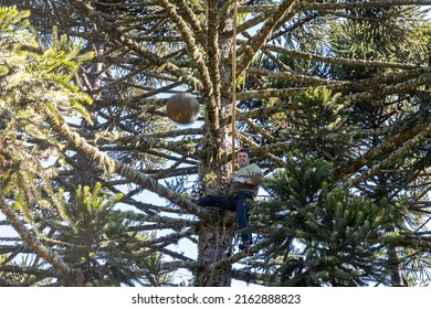 Harvest Of South American Araucaria Pine Tree Nuts. A Farmer Climbs A Pine Tree To Catch Pine Cones With A Bamboo. Rural Landscape