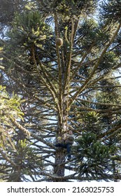 Harvest Of South American Araucaria Pine Tree Nuts. A Farmer Climbs A  Pine Tree To Catch Pine Cones With A Bamboo. Rural Landscape