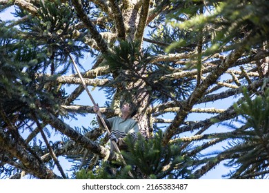 Harvest Of South American Araucaria Pine Tree Nuts. A Farmer Climbs A  Pine Tree To Catch Pine Cones With A Bamboo. Rural Landscape