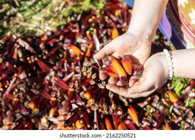 Harvest of South American pine tree Araucaria's round pine cone. A woman holds pine nuts against background of pine cones harvesting. Farmer's hands close-up. Concept of harvesting a rich harvest - Shutterstock ID 2162250521