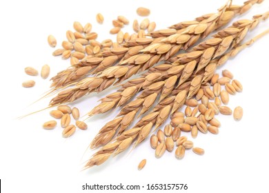 Harvest, Spelt Grain And Spelt Ears, Isolated