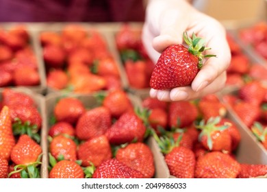 Harvest strawberries. Packing strawberries in boxes for sale. Fresh red strawberry berries in hand. - Shutterstock ID 2049986033