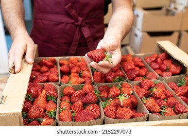 Harvest strawberries. Packing strawberries in boxes for sale. Fresh red strawberry berries in hand.