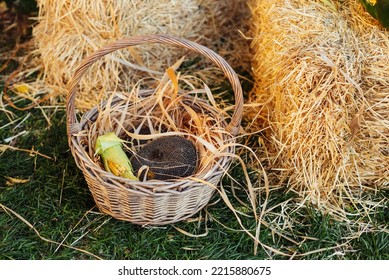 Harvest, Sunflower Seeds And Corn In A Basket