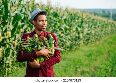 harvest time agribusiness, young black farmer with hat holds corn cobs in his arms, looks into the distance, is in the corn field, summer day, rural area