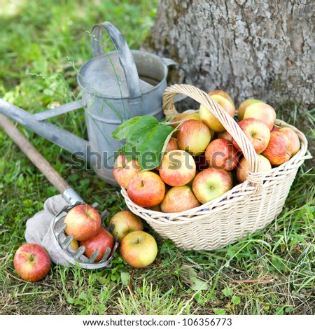 Similar – Closeup of woman putting apples in wicker basket while little girl looking