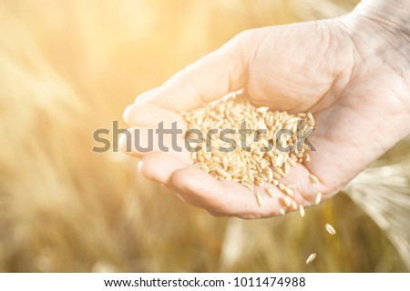 Harvest time and golden hour. Wheat grains falling from old woman hand in the wheat field, blur focus. Photo with warm instagram filter