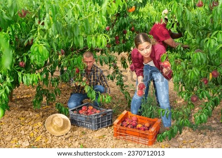 Similar – Senior woman and little girl picking apples from tree