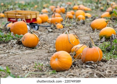 Harvest Time On A Large Pumpkin Farm.