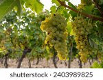 Harvest time on vineyards of Cognac white wine region, Charente, ripe ready to harvest ugni blanc grape uses for Cognac strong spirits distillation, France