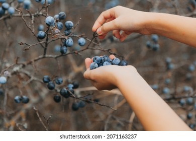 Harvest Time For Thorns. Woman Collects Thorns.