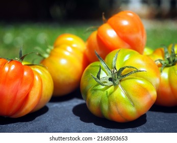 Harvest of tomatoes. A bunch of vegetables lies in the garden outdoors, on a sunny day. - Shutterstock ID 2168503653
